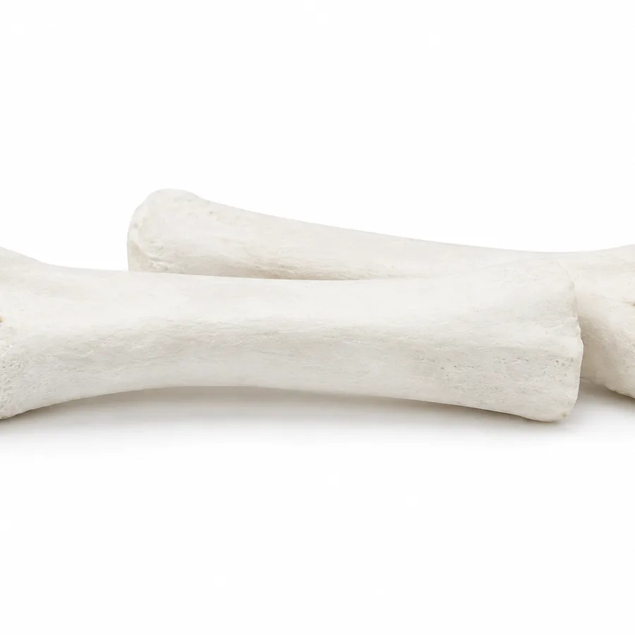 Cannon Bones