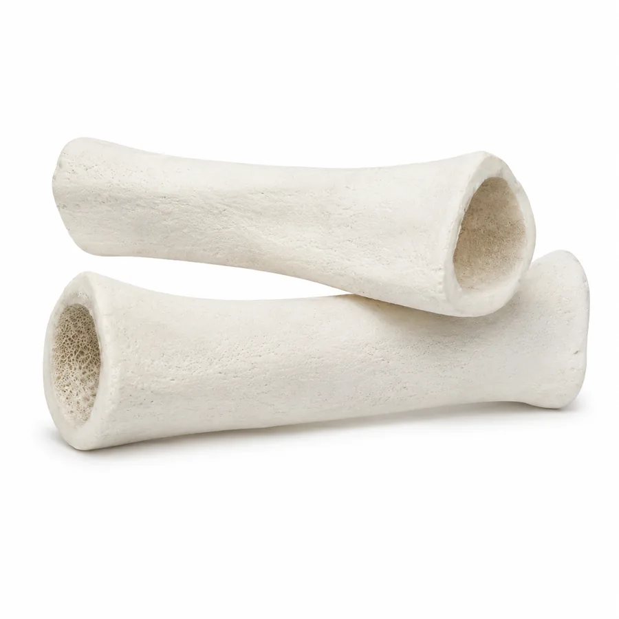 Cut Femur Bones